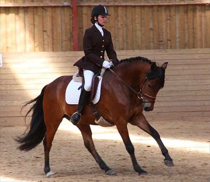 New Forest Amagergaardens Zorro - Her har vi gang i en øgning :0) forår 2010 billede 6