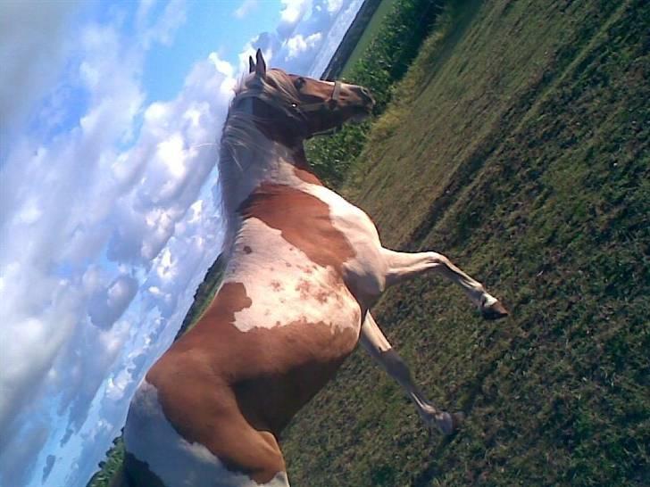 Pinto Luke <3 ( SOLGT :'( ) billede 5