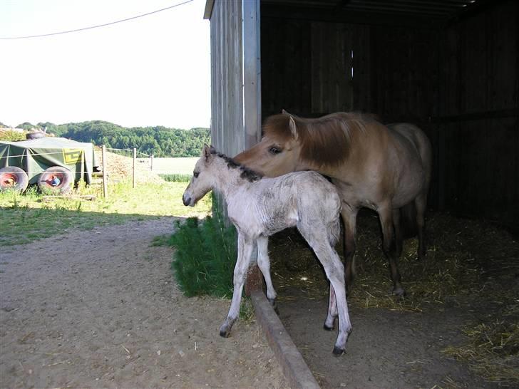 Islænder Svala fra Dalsgård - Høje Svala billede 8