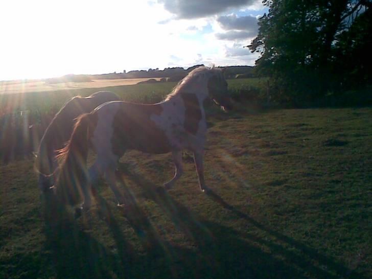 Pinto Luke <3 ( SOLGT :'( ) billede 6