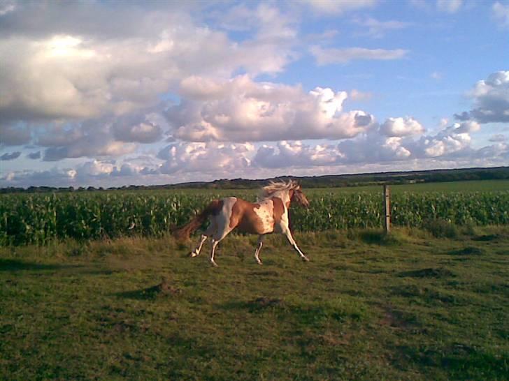 Pinto Luke <3 ( SOLGT :'( ) billede 7