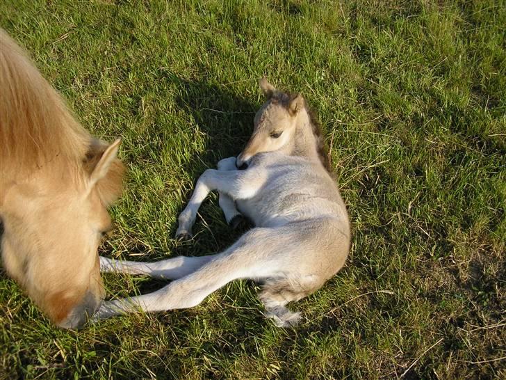 Islænder Svala fra Dalsgård - Der ligger Svala så sød:D billede 9