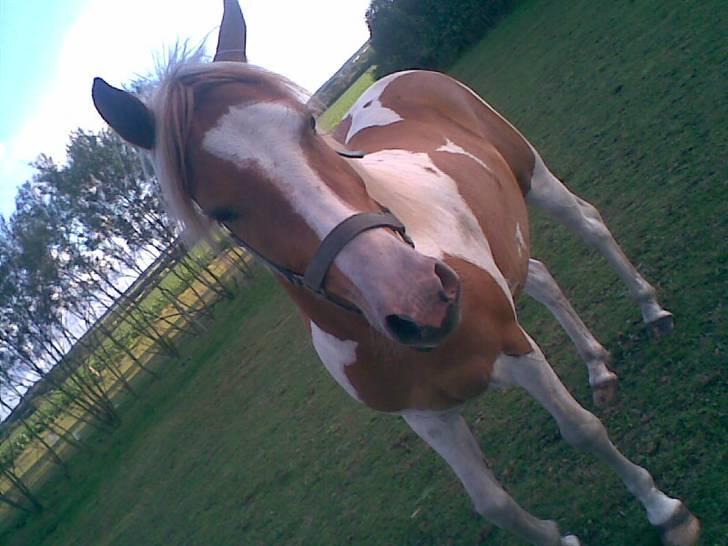 Pinto Luke <3 ( SOLGT :'( ) billede 8