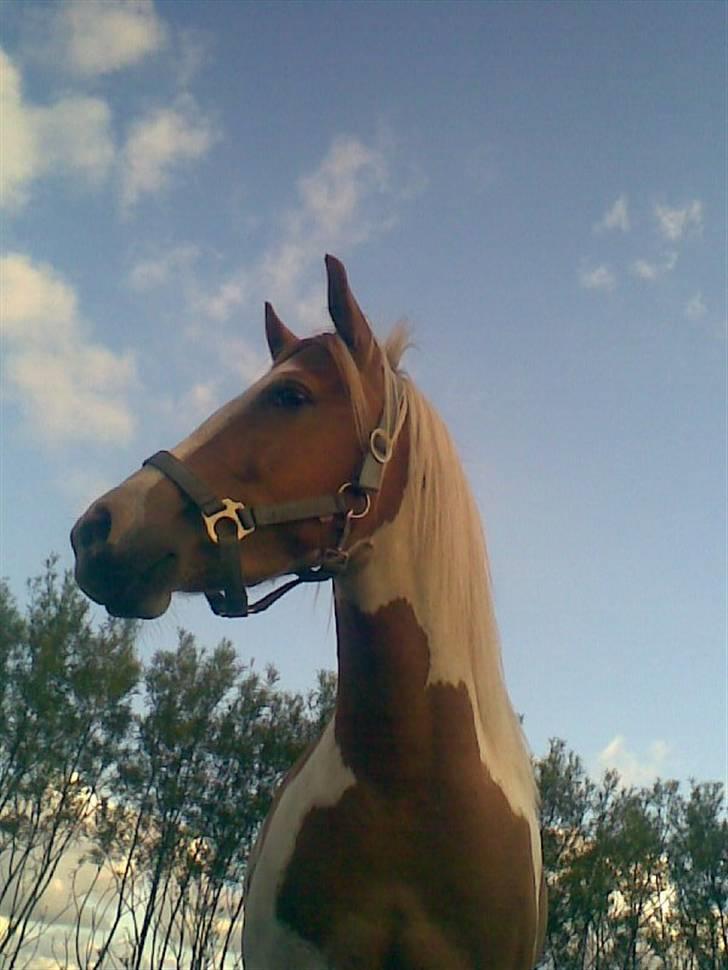 Pinto Luke <3 ( SOLGT :'( ) billede 9