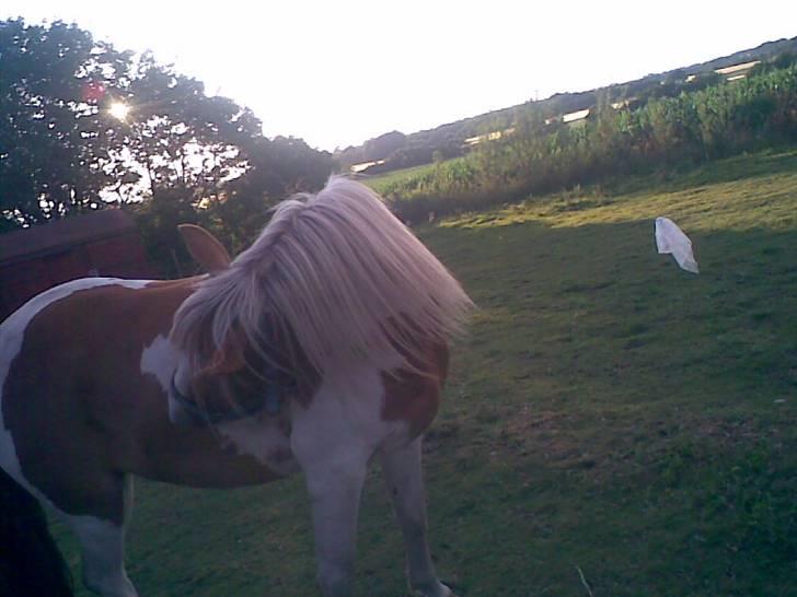 Pinto Luke <3 ( SOLGT :'( ) billede 10