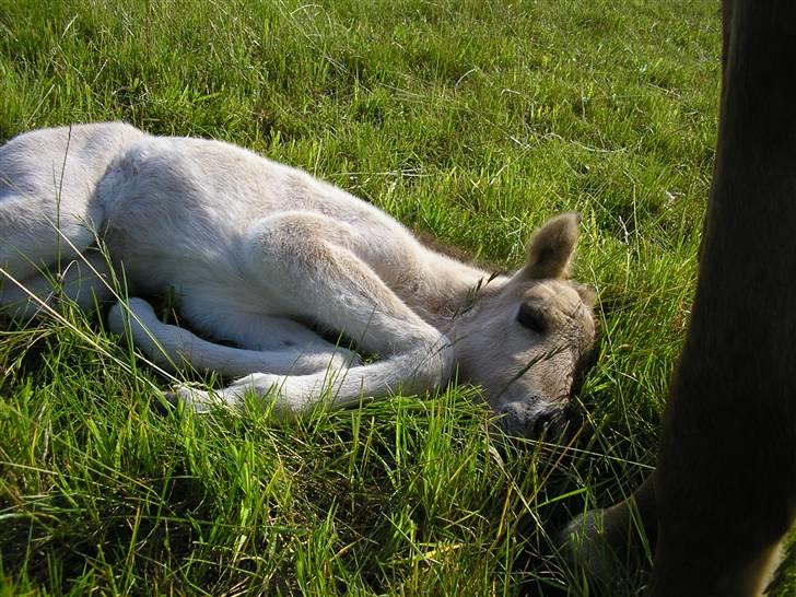 Islænder Svala fra Dalsgård - Gemmer sig i græset billede 10