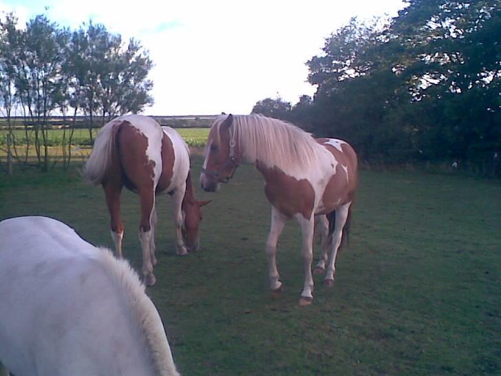 Pinto Luke <3 ( SOLGT :'( ) billede 11