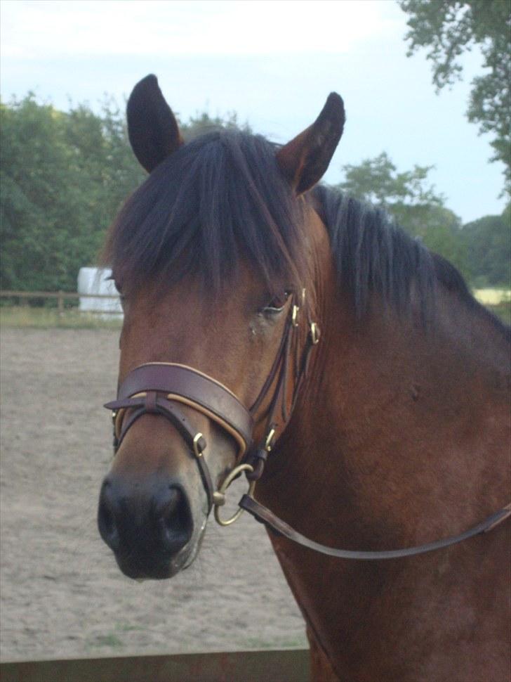 New Forest Amagergaardens Zorro - Foto: Martin Dahlmann billede 7