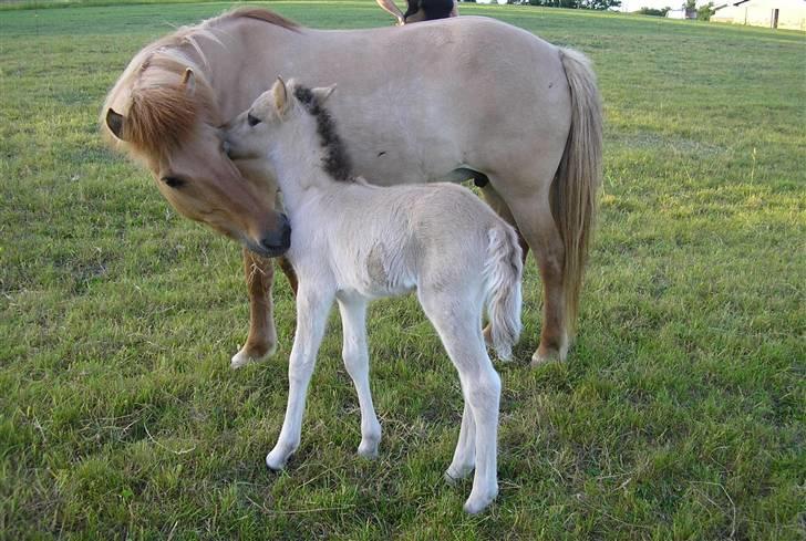 Islænder Svala fra Dalsgård - Nusse med moar<´3 billede 11