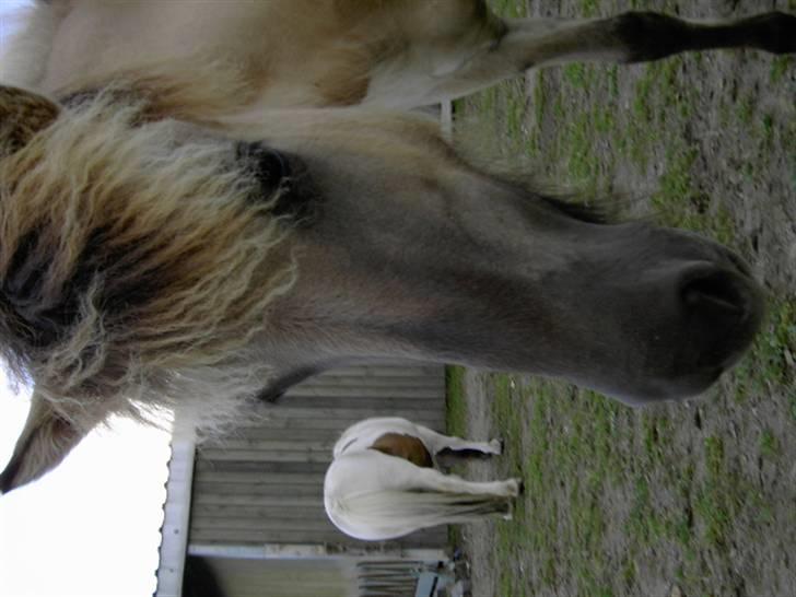 Islænder Svala fra Dalsgård - ældre billede af svala billede 12