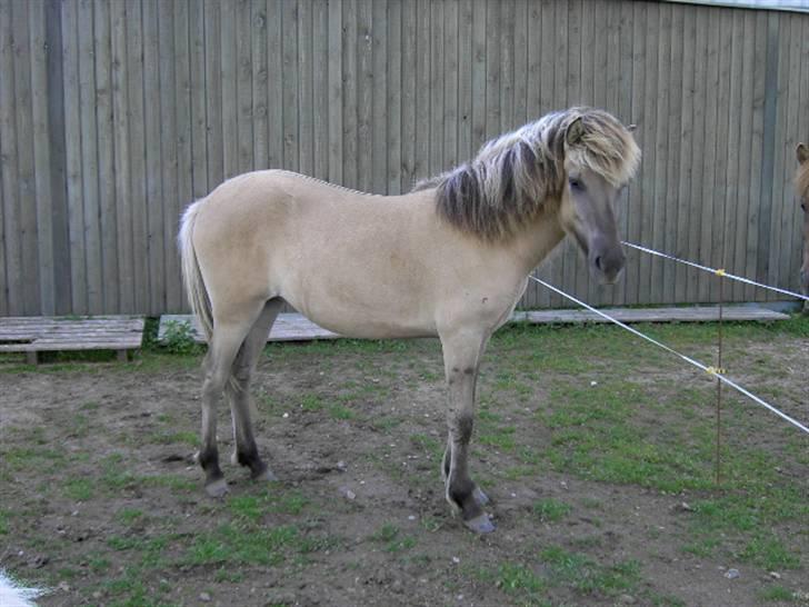 Islænder Svala fra Dalsgård - Hun er vidunderlig...! billede 13