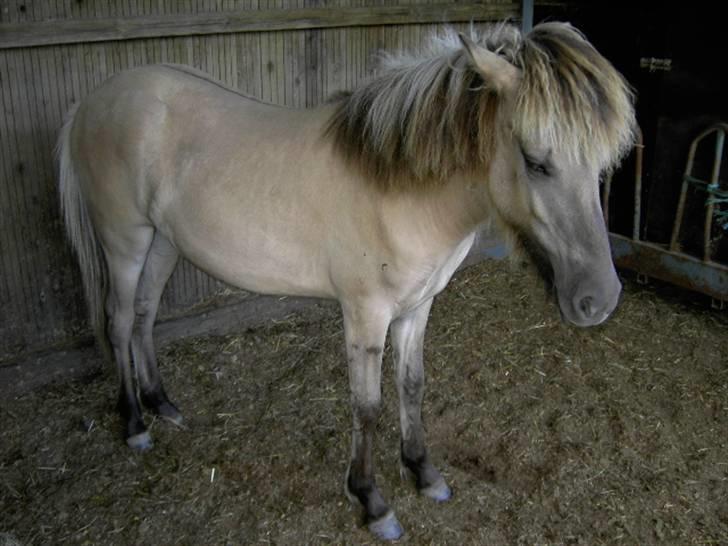 Islænder Svala fra Dalsgård - She is so beautiful billede 14