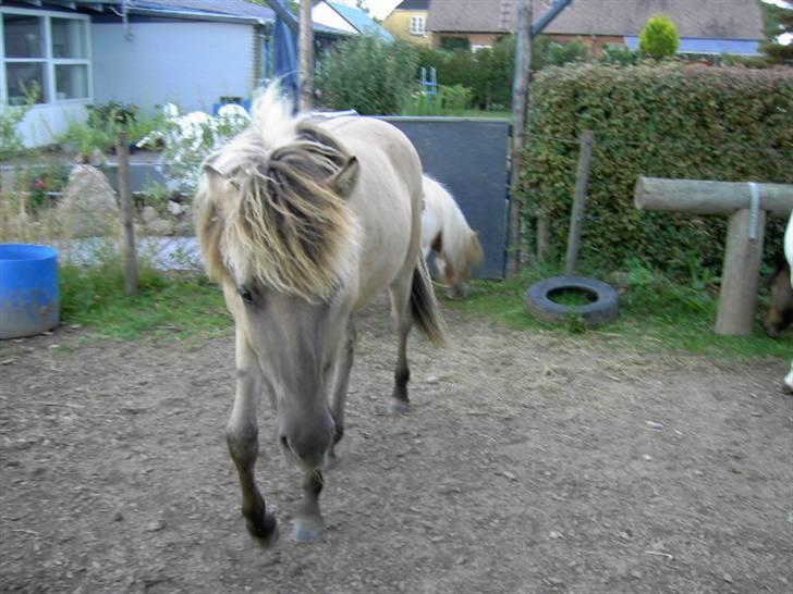 Islænder Svala fra Dalsgård - Dejlige farver hun har i man og på kroppen billede 15