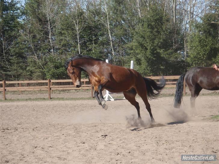 New Forest Amagergaardens Zorro - Zorros yndlingsstunt :-) billede 8