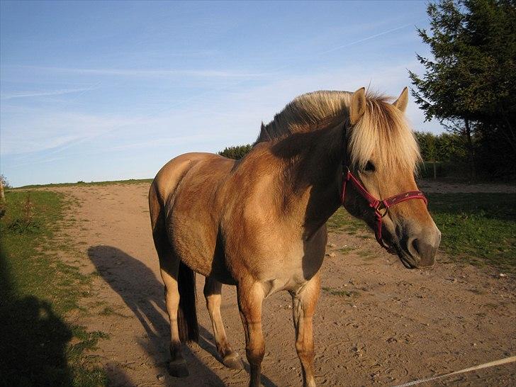 Fjordhest Alibine - 2011, musen <3 billede 36