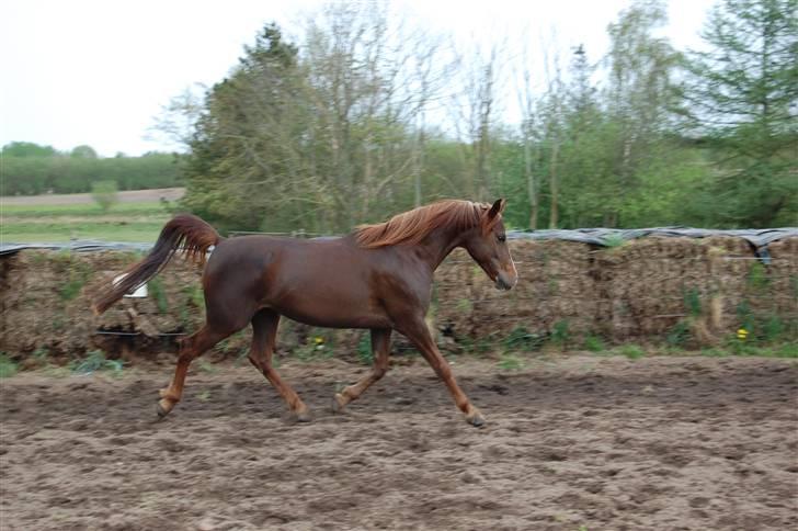 Anden særlig race Dreaming Harmonie  - Se hvor hun kan :o) Fotoet er taget af Gitte F billede 6