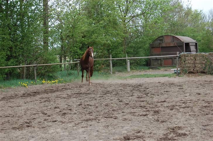 Anden særlig race Dreaming Harmonie  - Hej med jer :b Hva så ?? Jeg chiller bare lidt xD Fotoet er taget af Gitte F - Stald Tanholm (; billede 7