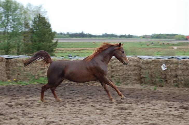 Anden særlig race Dreaming Harmonie  - Harmonie i fuldt firsprig (´: Fotoet er taget af Gitte F - Stald Tanholm :D billede 8