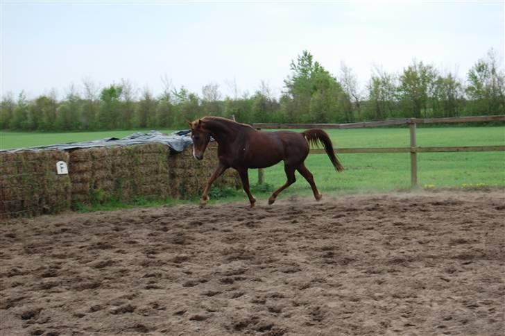 Anden særlig race Dreaming Harmonie  - Lidt blær xD Foto: Gitte F fra Stald Tanholm billede 10