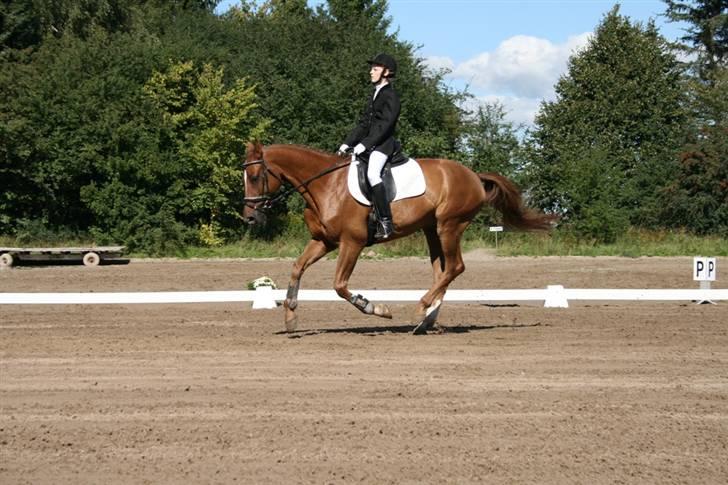 Dansk Varmblod Diamant King - #7# LB1 Juniormesterskaber Foto: Louise billede 7