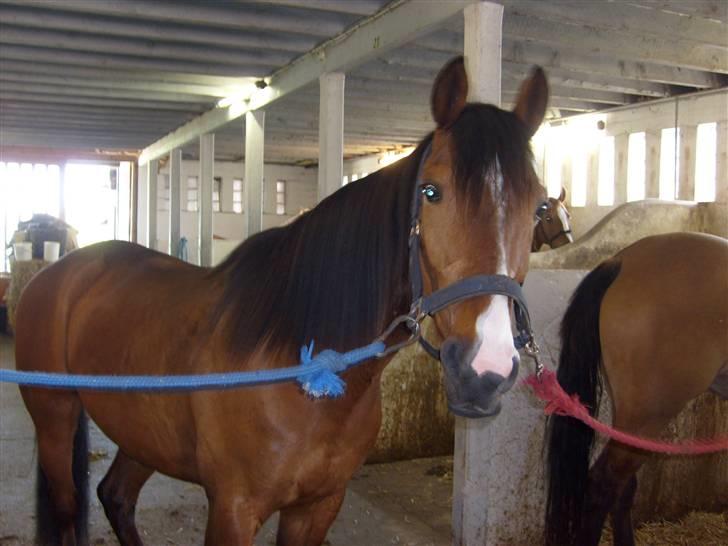 Traver Gi Vert *SOLGT* - billedet er taget fra den første gang jeg så ham. billede 14