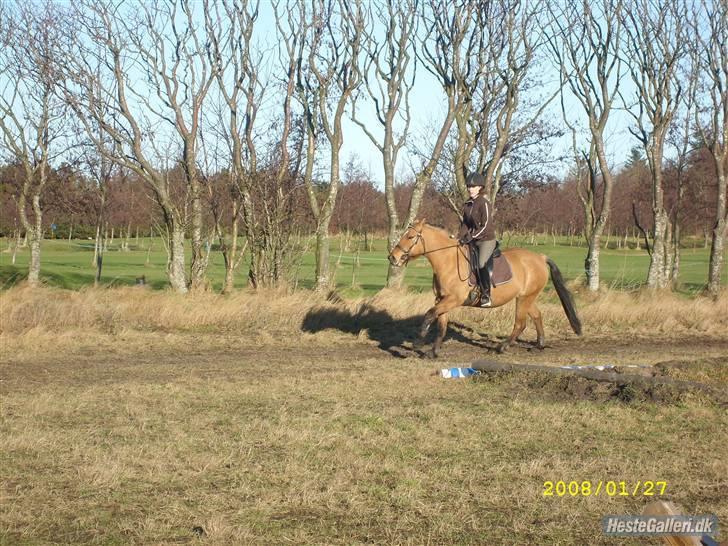 Anden særlig race Julie - hade lige lært at galoper,  billede 17