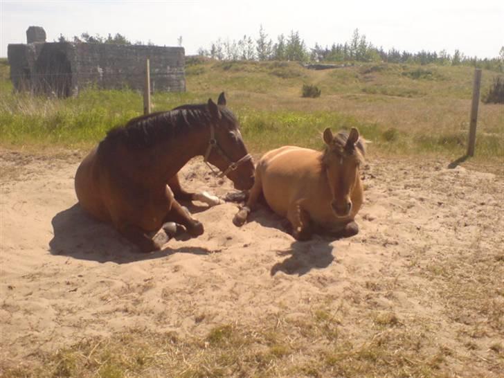 Anden særlig race Julie - Julie og Cv billede 18