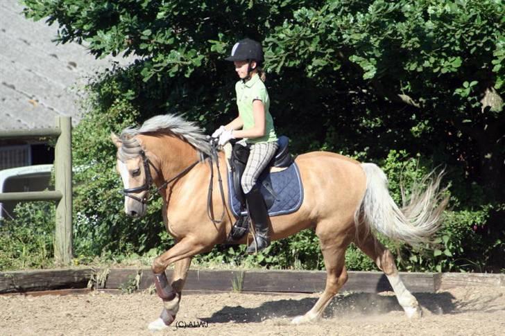 Welsh Cob (sec D) Åvangs Bounty A-pony - Fra kvadrille træning<3 billede 15