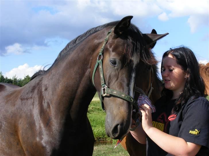 Dansk Varmblod Storåens Chevaldo - Kærligheden varer evigt ! <3 billede 11
