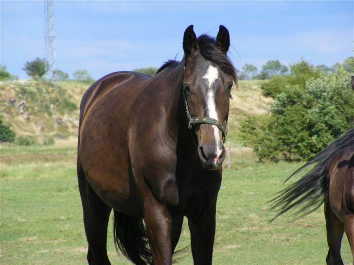 Dansk Varmblod Storåens Chevaldo billede 12