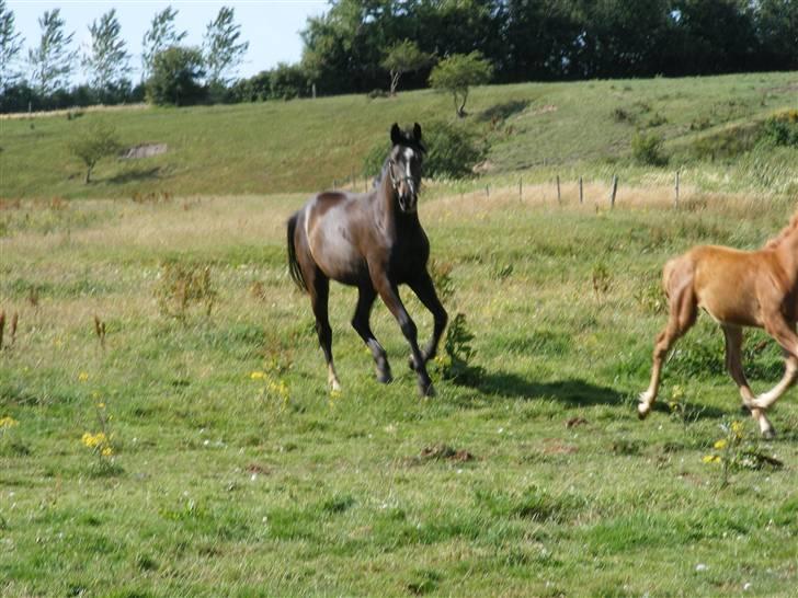 Dansk Varmblod Storåens Chevaldo billede 14
