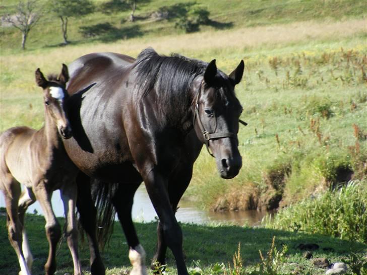 Dansk Varmblod Monet billede 13