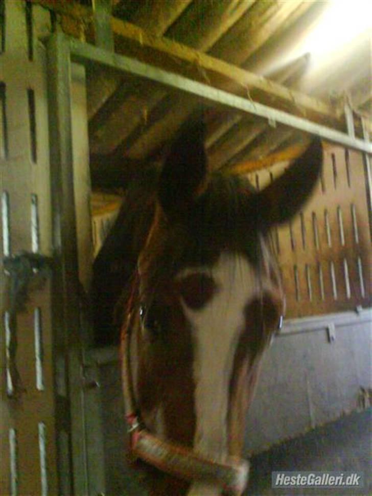 Dansk Varmblod Storåens Manhjana billede 11