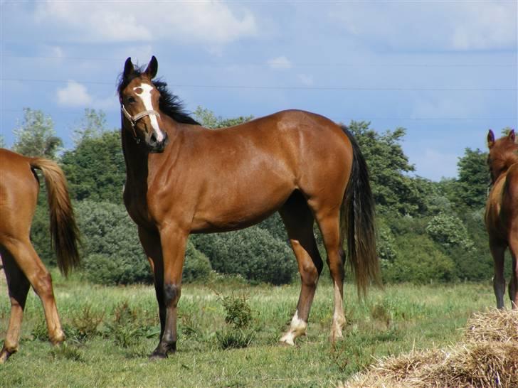 Dansk Varmblod Storåens Manhjana billede 12