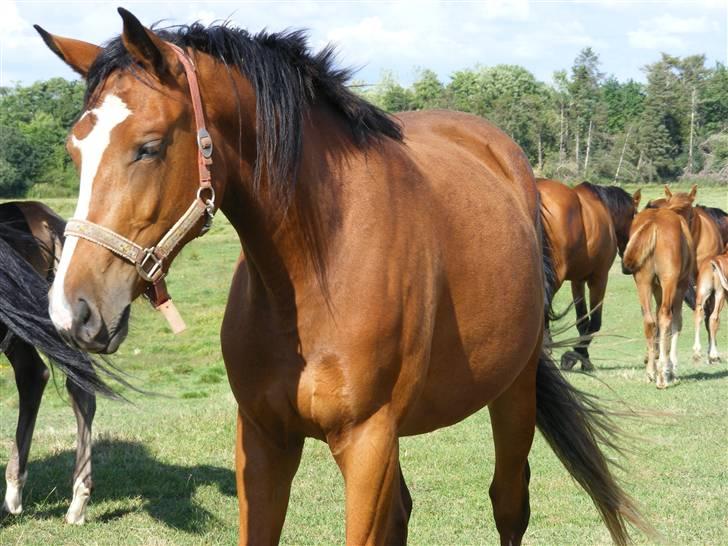 Dansk Varmblod Storåens Manhjana billede 13