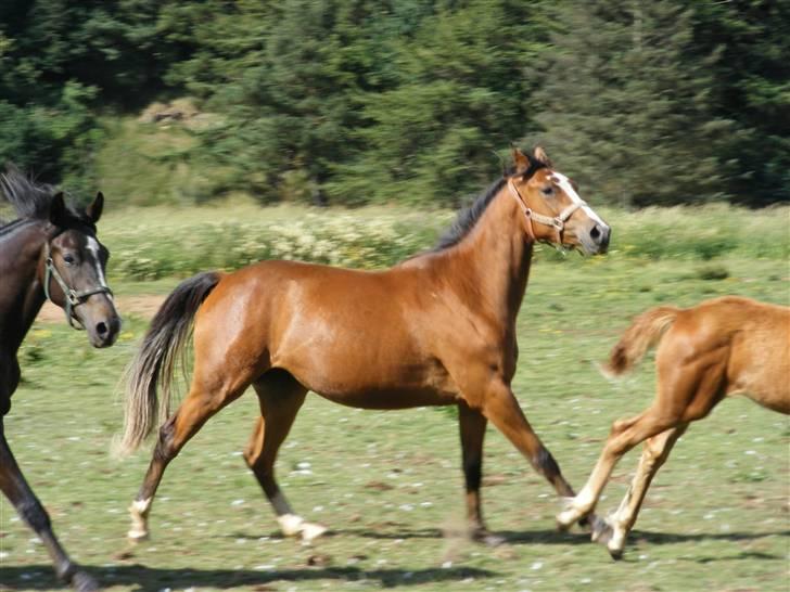 Dansk Varmblod Storåens Manhjana billede 15