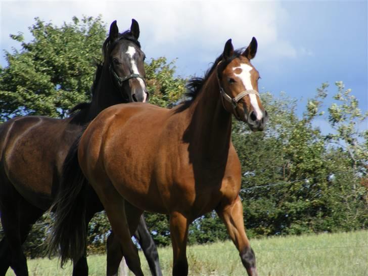 Dansk Varmblod Storåens Manhjana billede 16