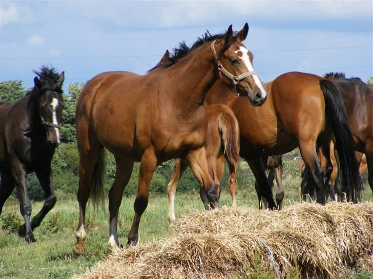 Dansk Varmblod Storåens Manhjana billede 17