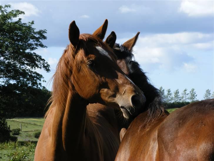 Dansk Varmblod Storåens Kawango billede 12