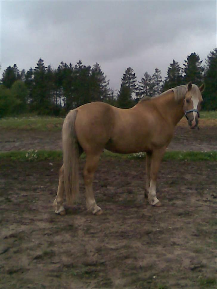 Welsh Cob (sec D) Åvangs Bounty A-pony - Smukke Bounty <3 billede 16