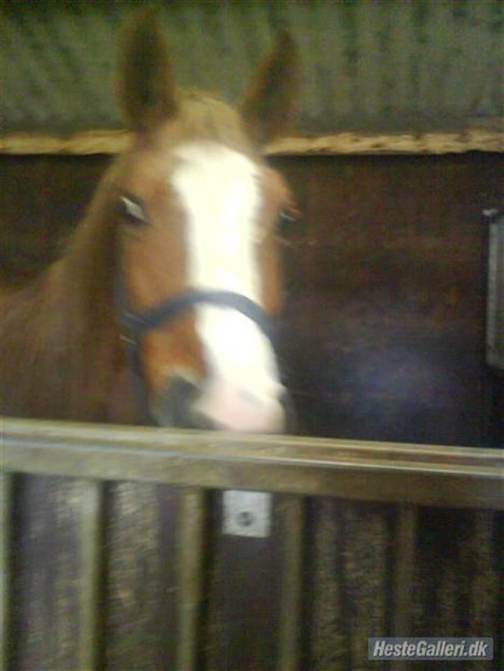 Dansk Varmblod Dianna billede 7