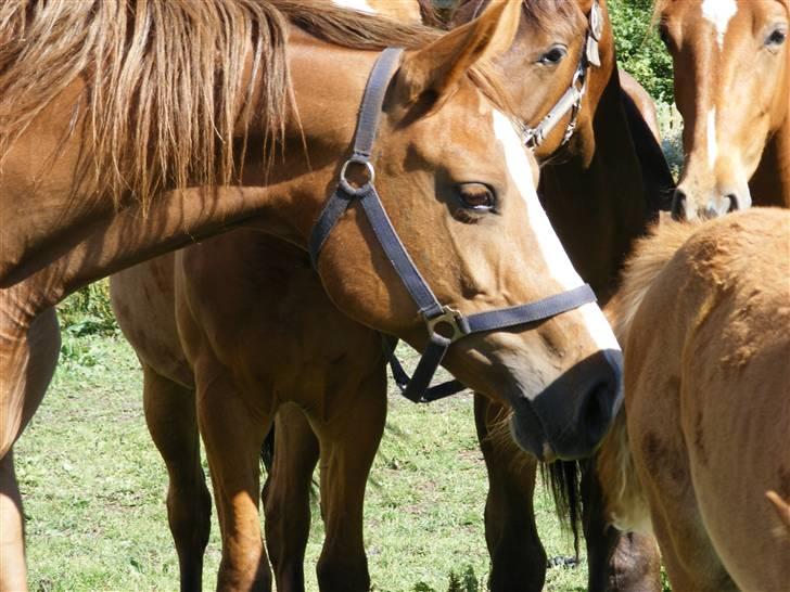 Dansk Varmblod Dianna billede 8