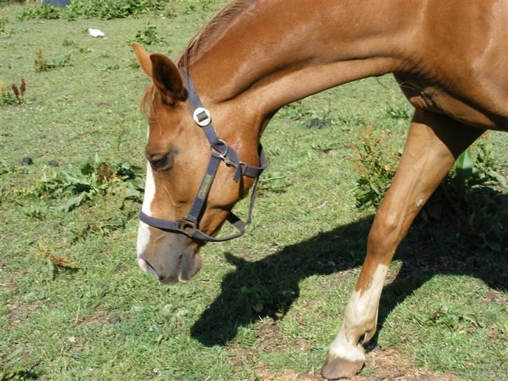 Dansk Varmblod Dianna billede 9