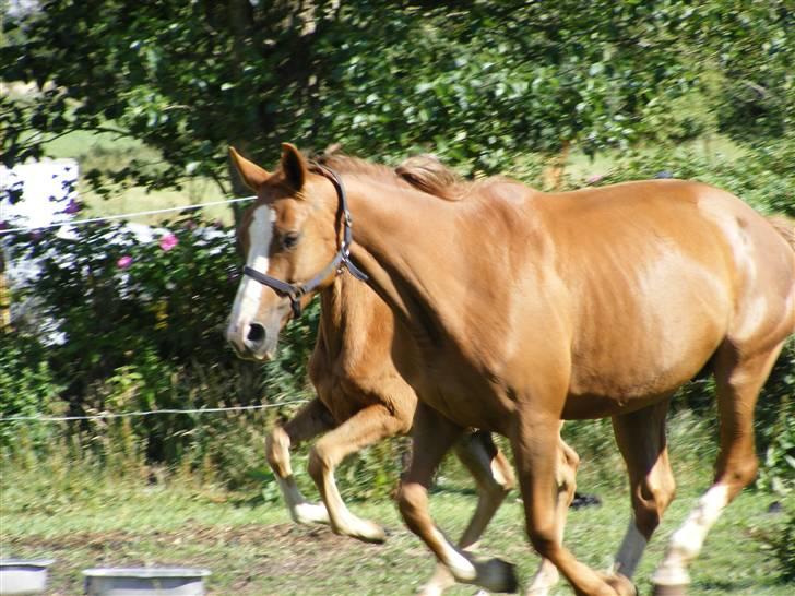 Dansk Varmblod Dianna billede 10