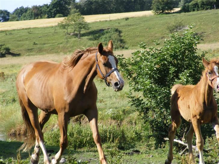 Dansk Varmblod Dianna billede 11