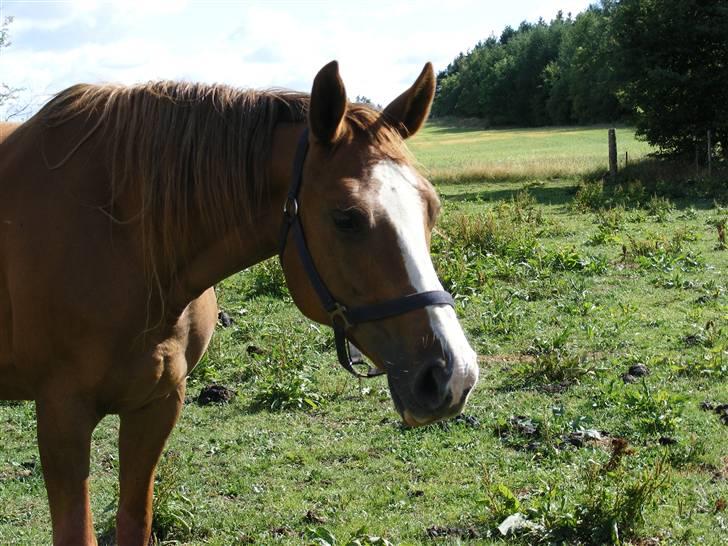 Dansk Varmblod Dianna billede 12