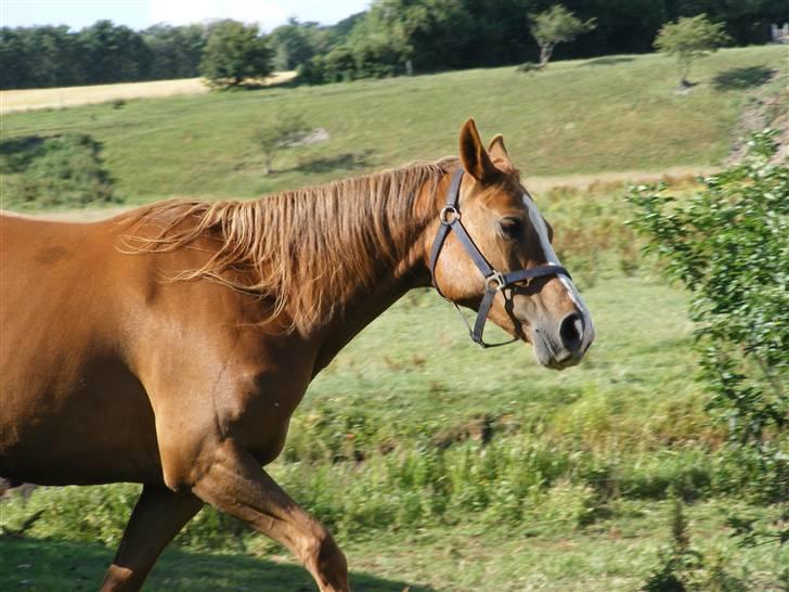 Dansk Varmblod Dianna billede 13