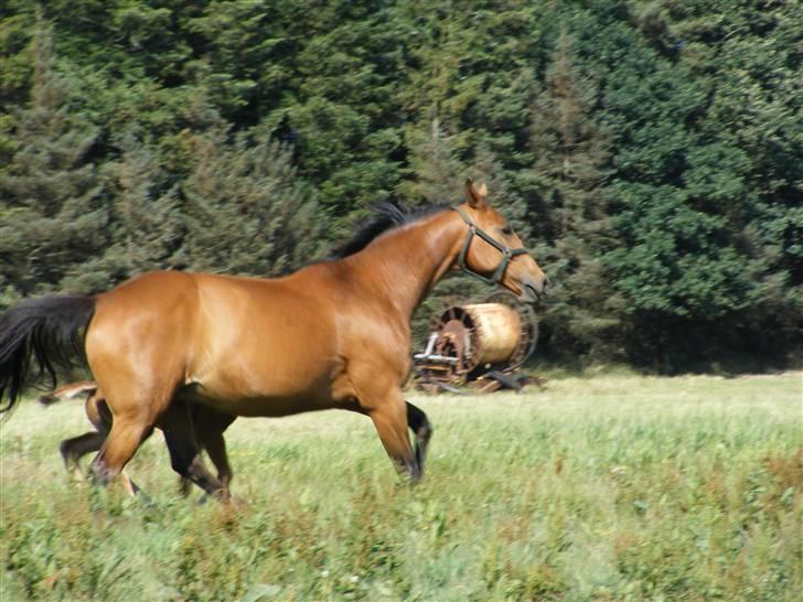 Dansk Varmblod Alouette - Foto: Mia :D billede 13