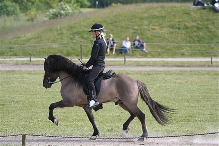 Islænder Sjóður frá Galtastöðum - Billeder fra Pytla stævnet på Hedeland 2008. Det var Sjóðurs 2 stævne og han blev nr. 1 i tölt klassen og nr. 2 i femgang. billede 5