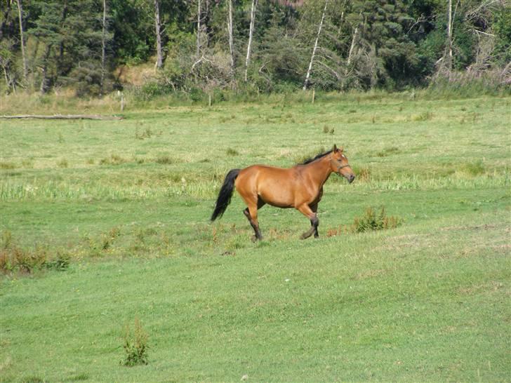 Dansk Varmblod Alouette - nyder lige det gode vejr :D ,foto: Camilla billede 16